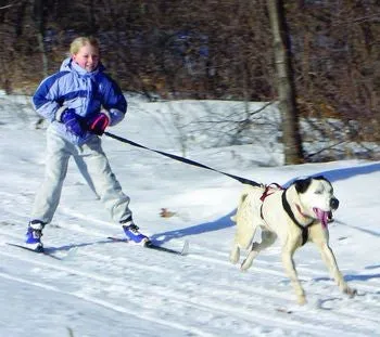 Ultra Paws Dog Skijor/Canicross/Jogging Belt